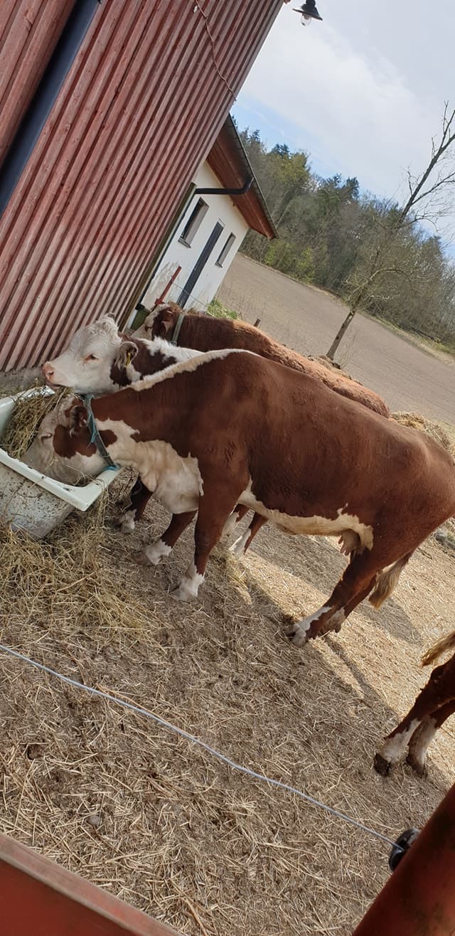 Besök på lantgård